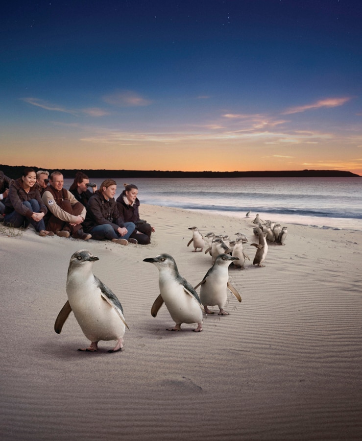 フィリップ島のペンギン