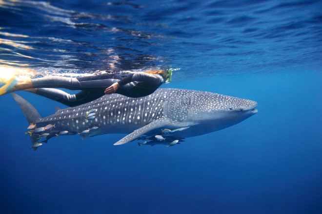 Diver and whale shark, Ningaloo Reef