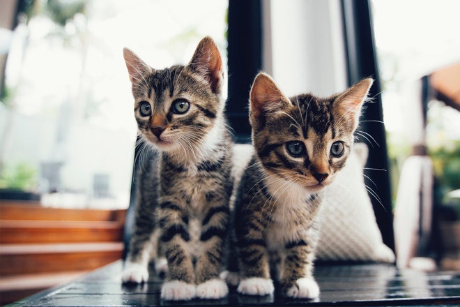 Two cute kittens next to each other 