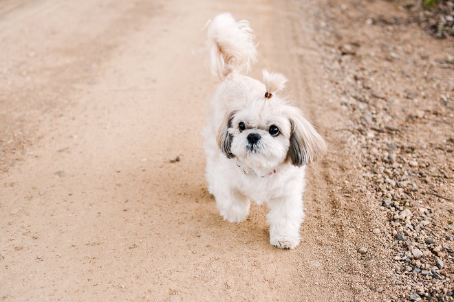 Small white fluffy dog with its hair in a dog ponytail