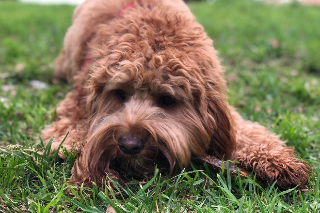 Fluffy pet dog