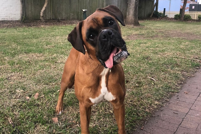 Terrier dog with head cocked and toungue sticking out