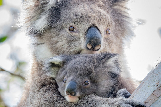 Koalas cuddling on a tree