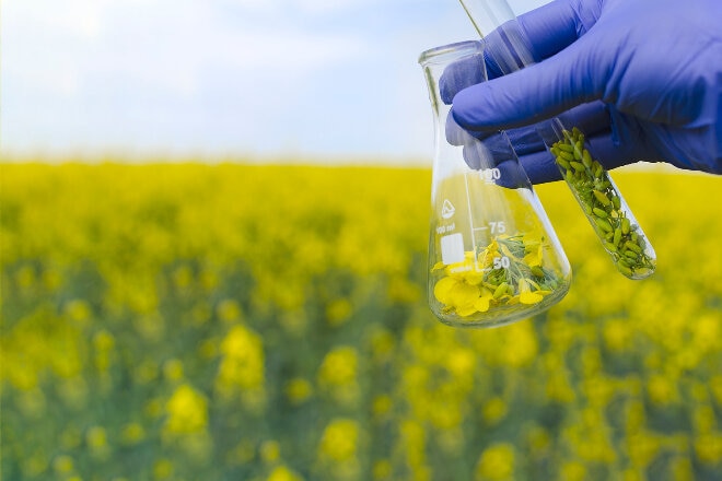 canola field