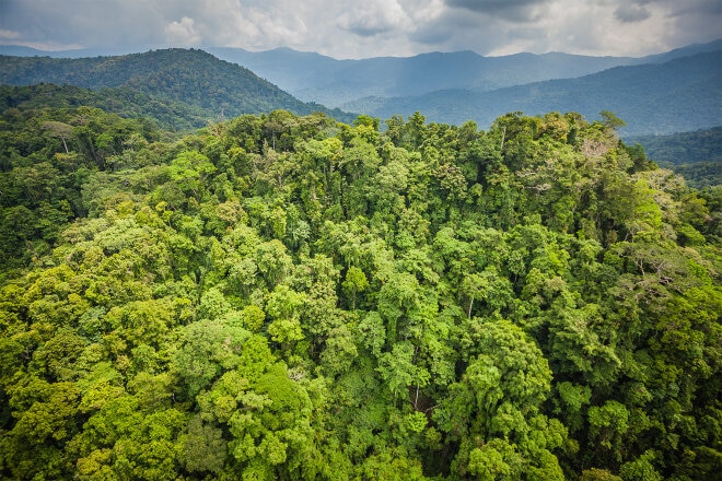 Rainforest conservation