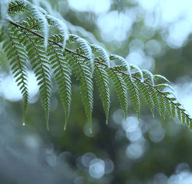 Fern in a rainforest