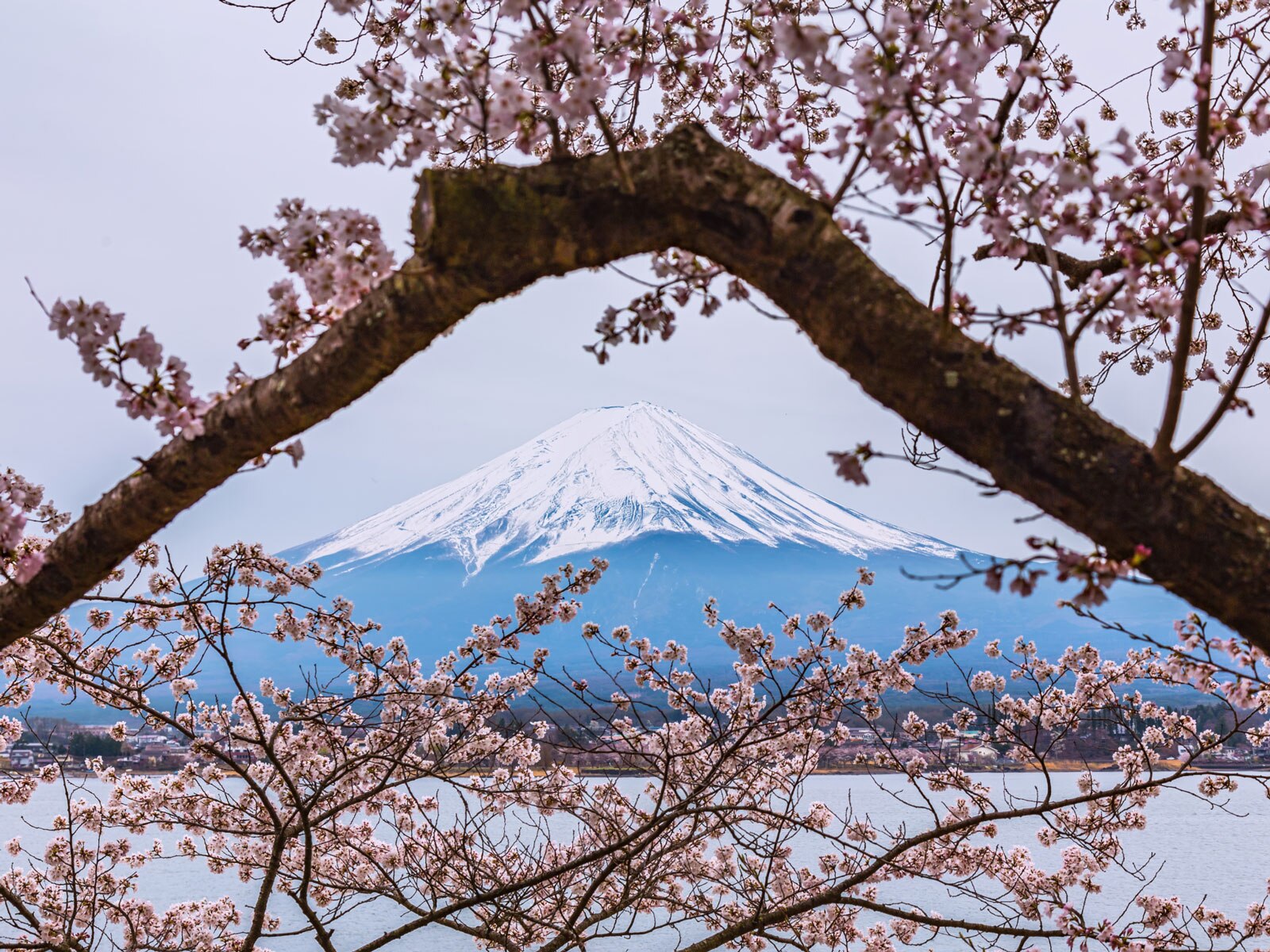 where-to-see-cherry-blossoms-in-japan-travel-insider