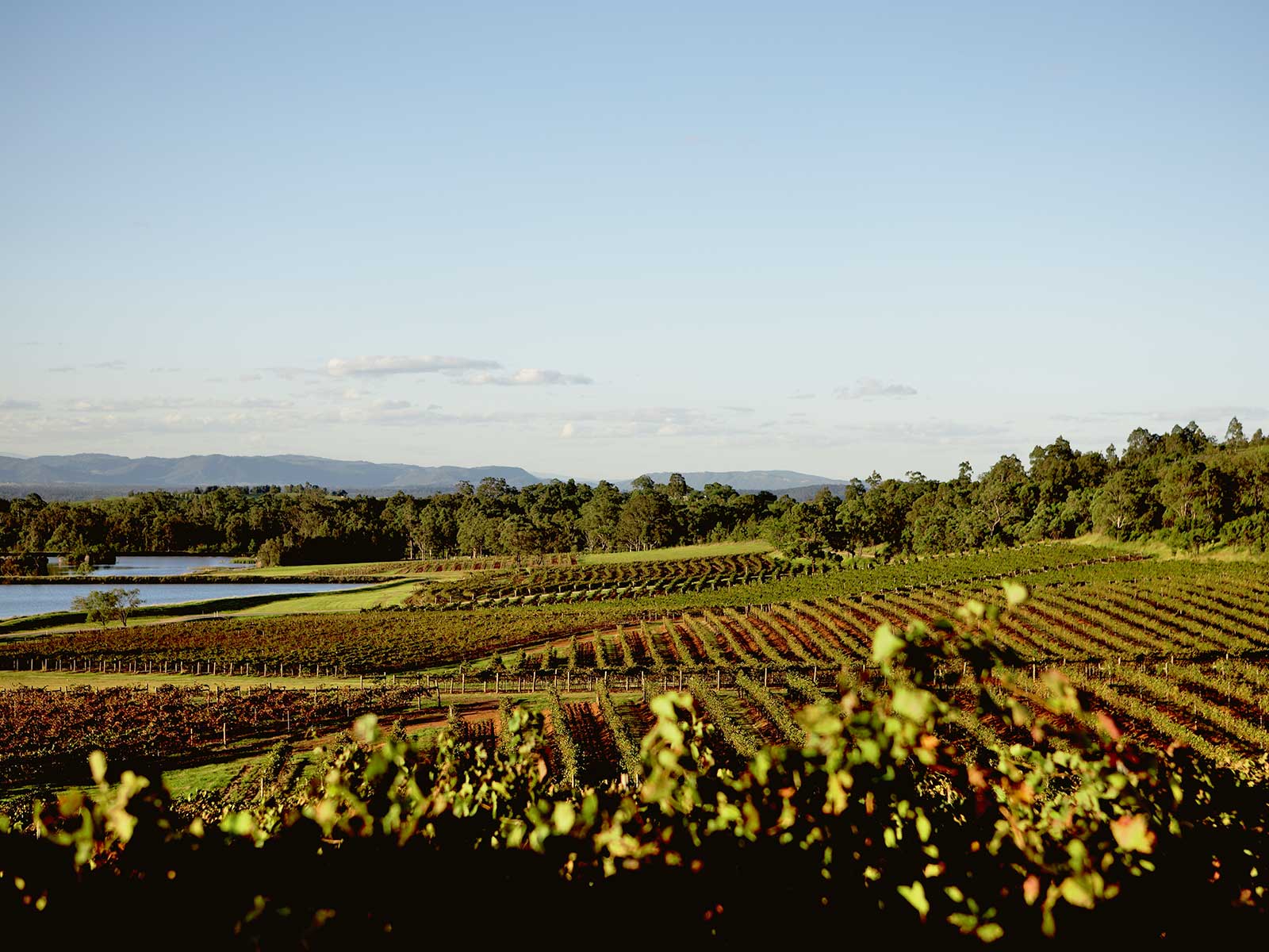 Your Complete Guide to a Wine Weekend in the Hunter | Travel Insider