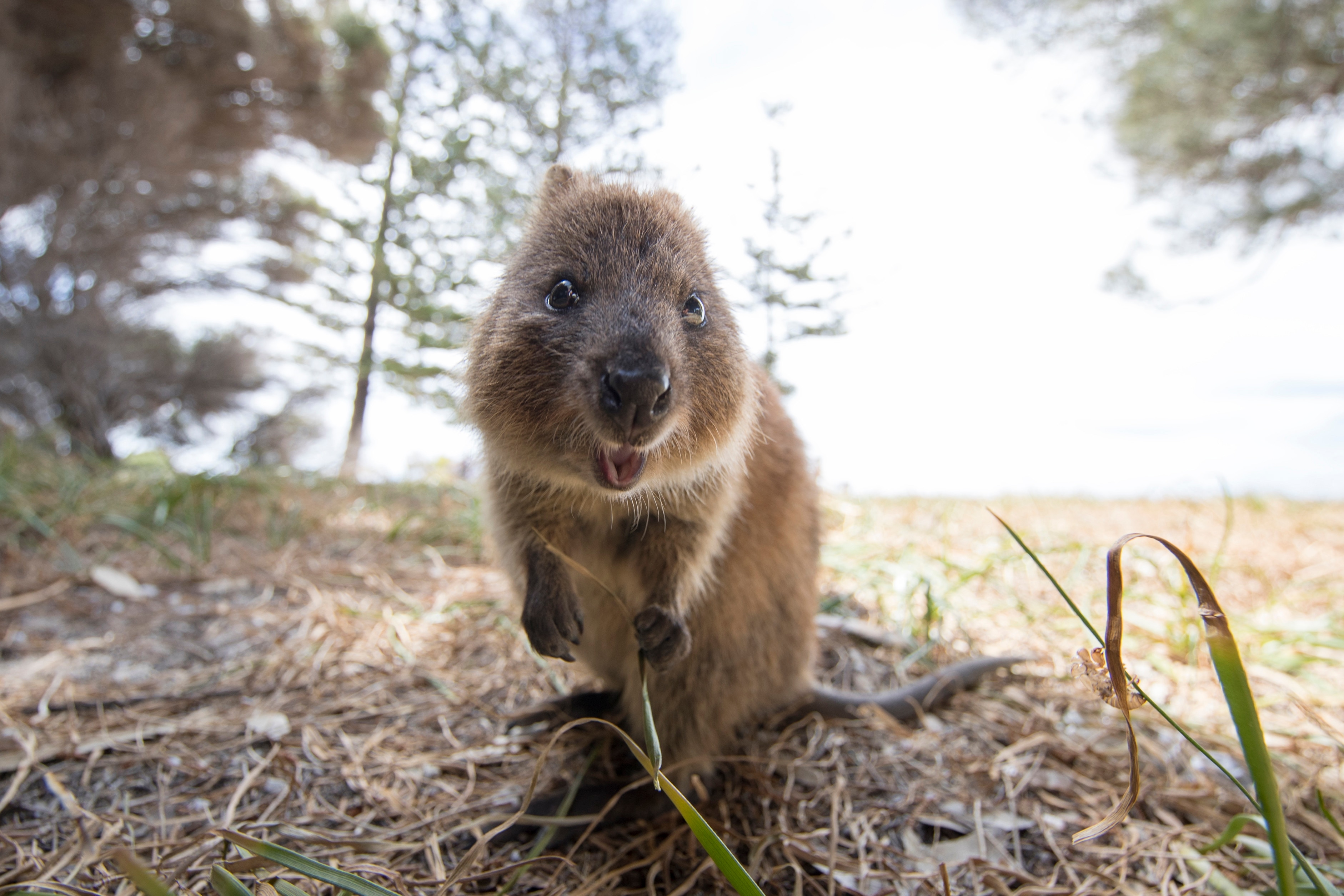 16 Best Things to Do on Rottnest Island | Travel Insider