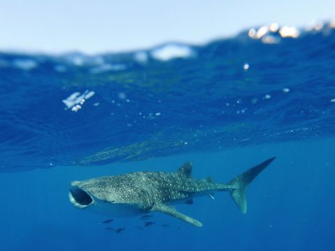 Swimming with whale sharks, Western Australia