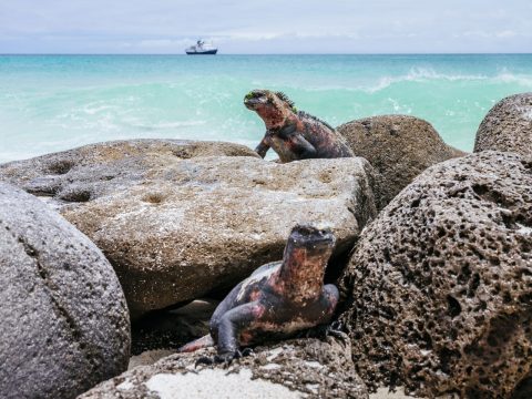 iguanas sitting on rocks galapagos islands