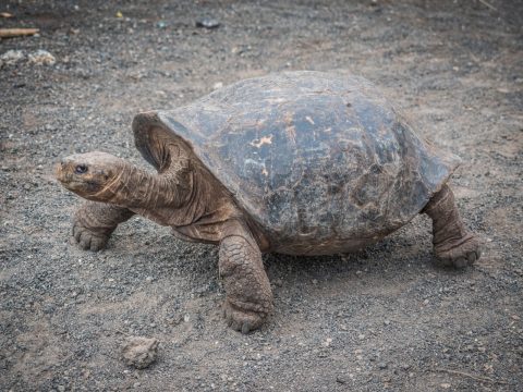 galapagos island tortoise