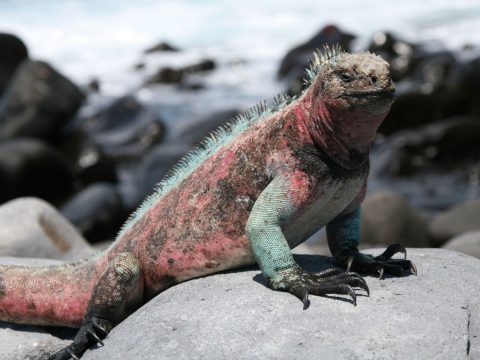 galapagos island marine iguana