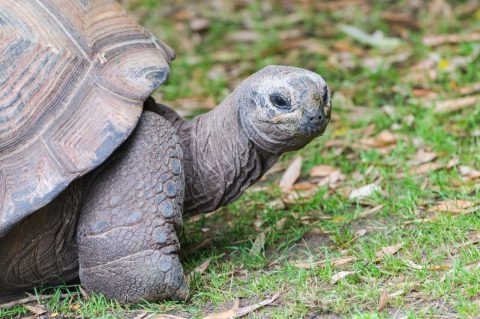 tortoise in the galapagos islands