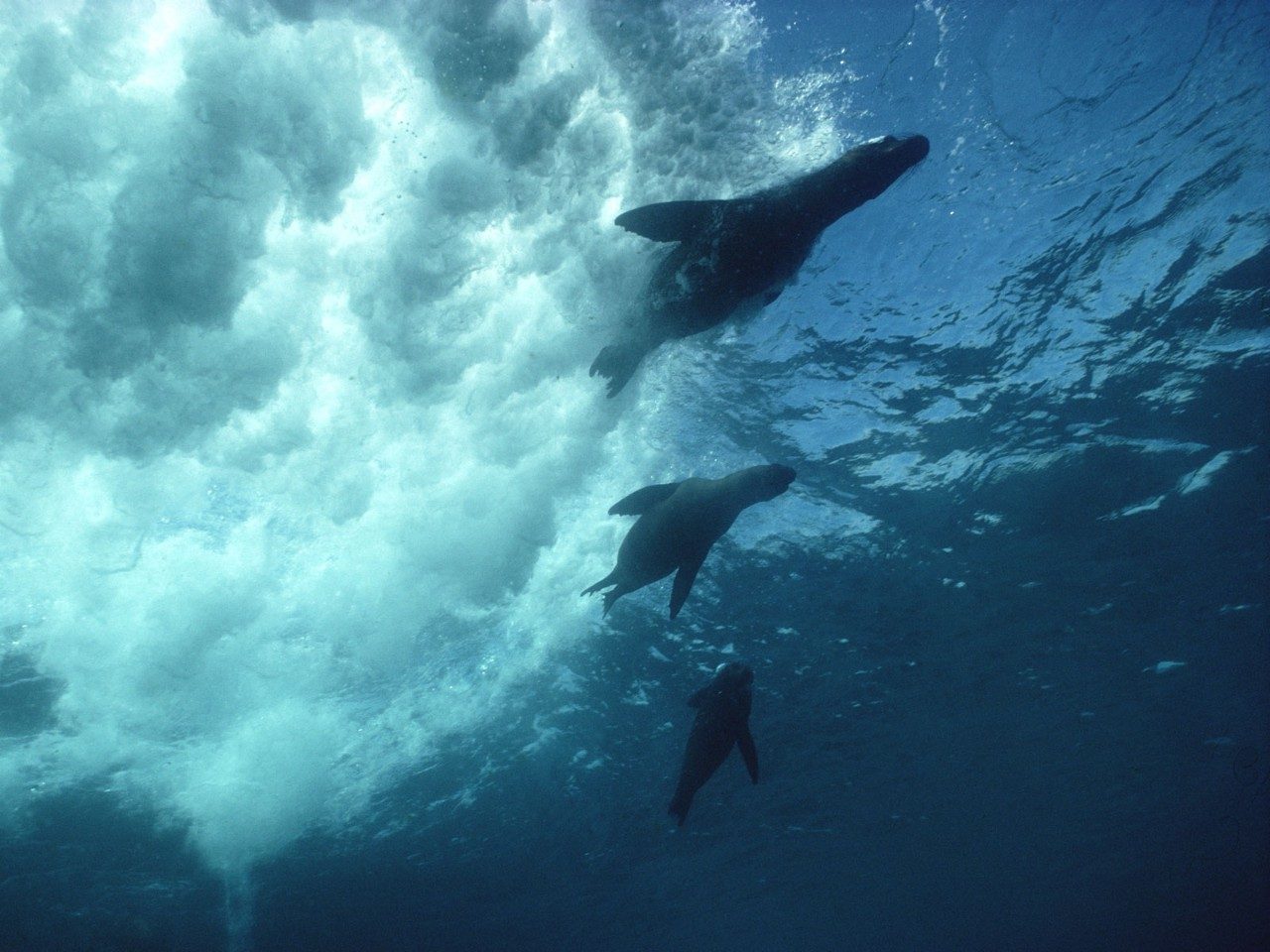 seals in the galapagos swimming gracefully