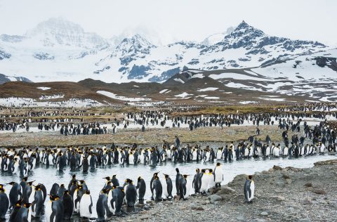 Penguins of South Georgia