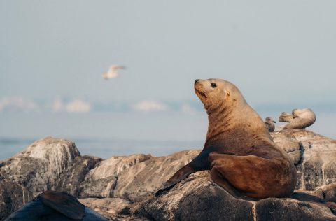 Elephant Island's Seals