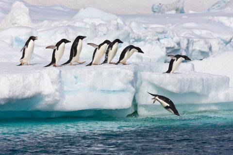 Adelie penguins leap off a floating icebergs near Paulet Island, Antarctic Peninsula