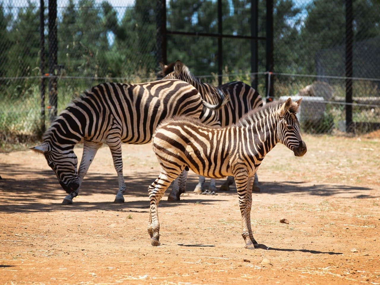 Jamala Wildlife Lodge