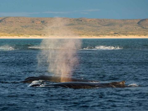 The Best Places in Australia to Encounter Whales