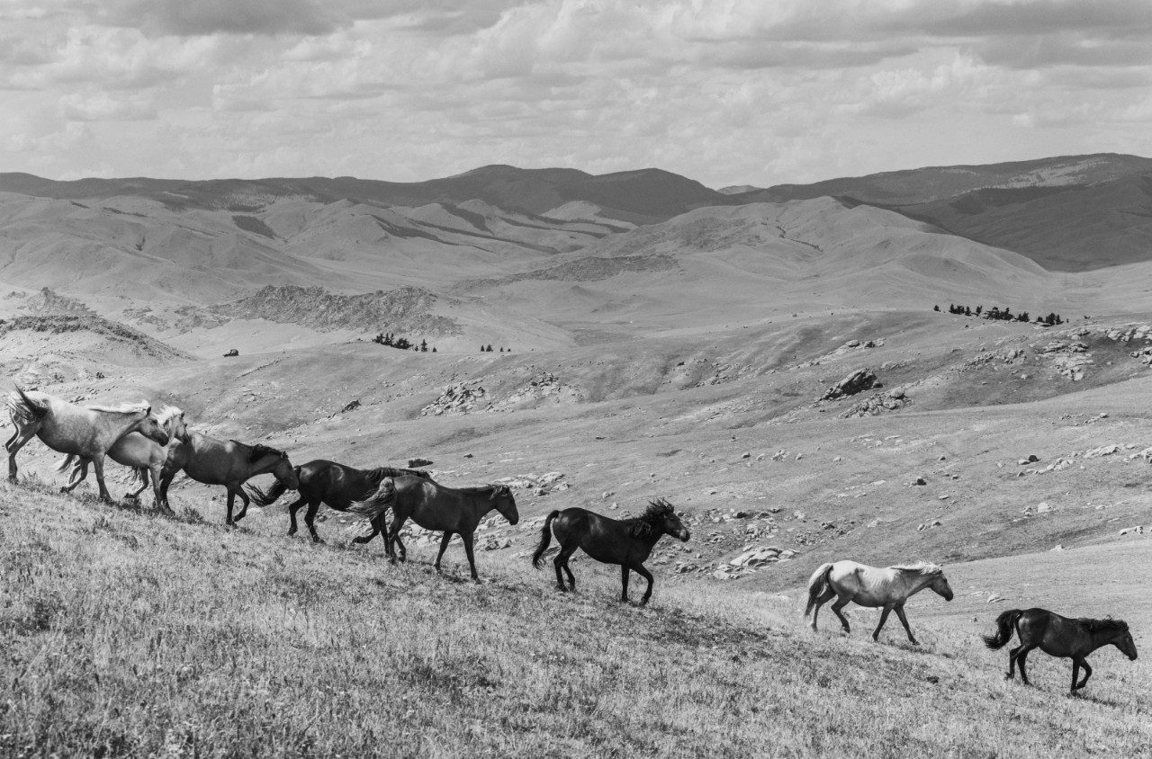 Horses in Mongolia