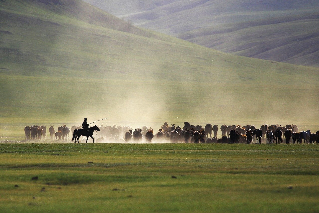 mongolia-herd