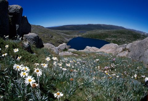 Wildflowers, Snowy Mountains, NSW