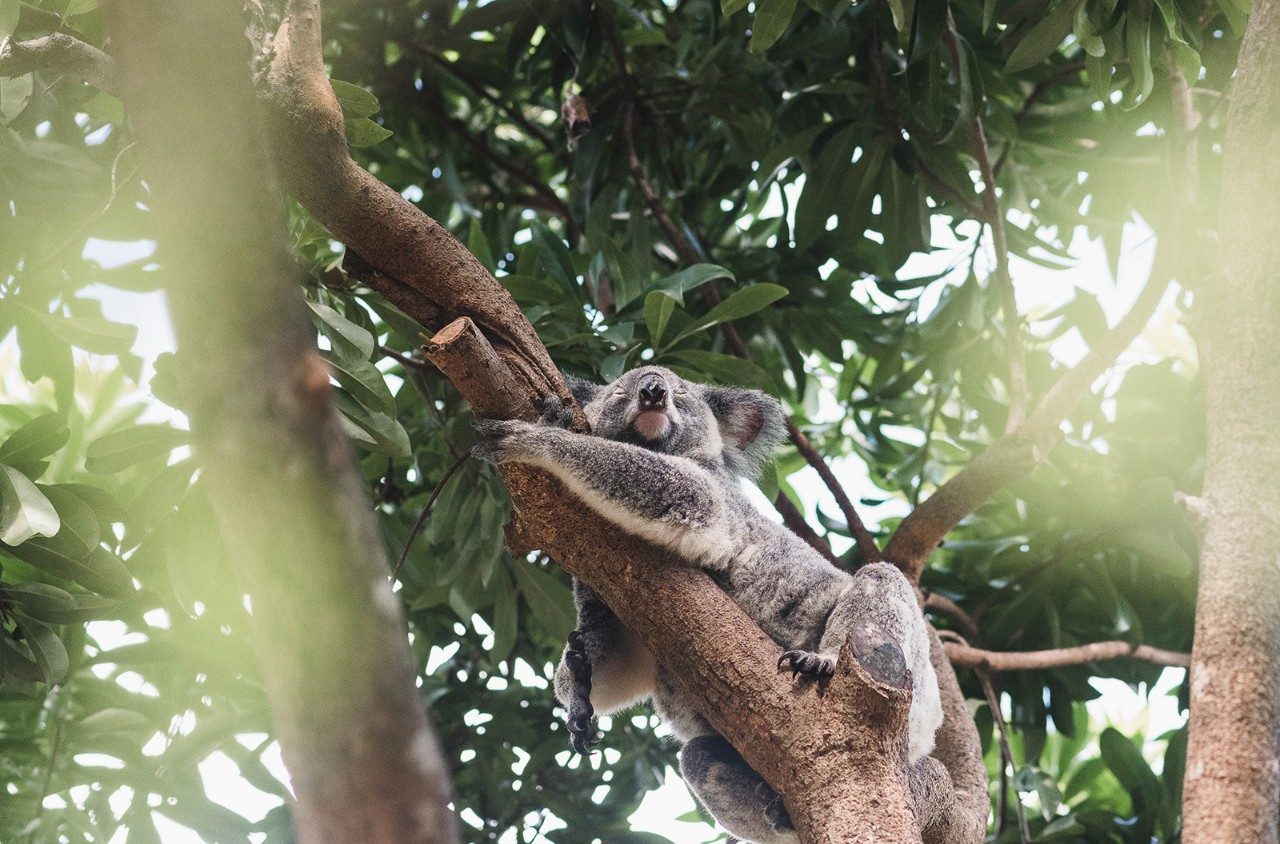 Australia Zoo, Qld