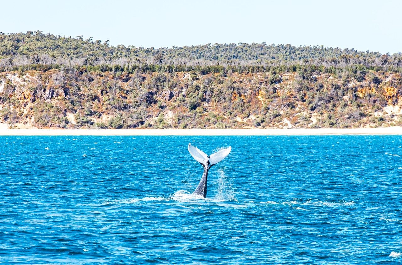 Spirit of Hervey Bay whale watching cruise spotting whales in Platypus Bay and Sandy Straits Marine Park on the Fraser Coast