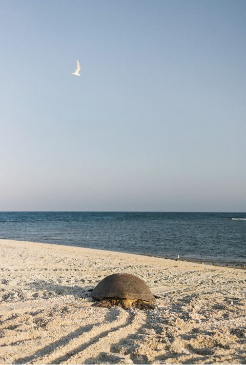 Turtle tracks line the beach, Wilson Island, Queensland