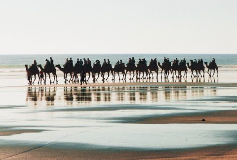 Broome camel rides