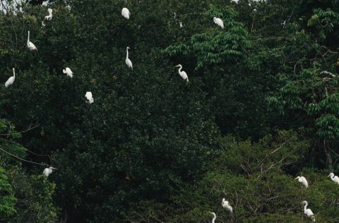 Egrets in the Amazon River