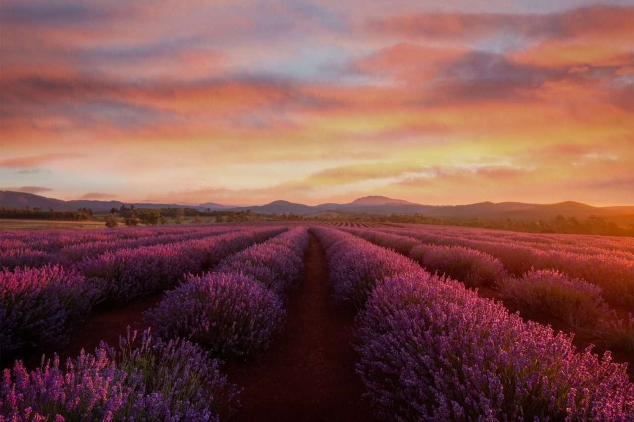 Bridestow Lavender Farm