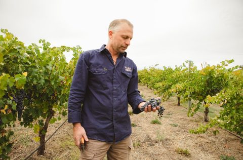 jason-schwarz-winemaker-in-vineyard-schwarz-wine-co