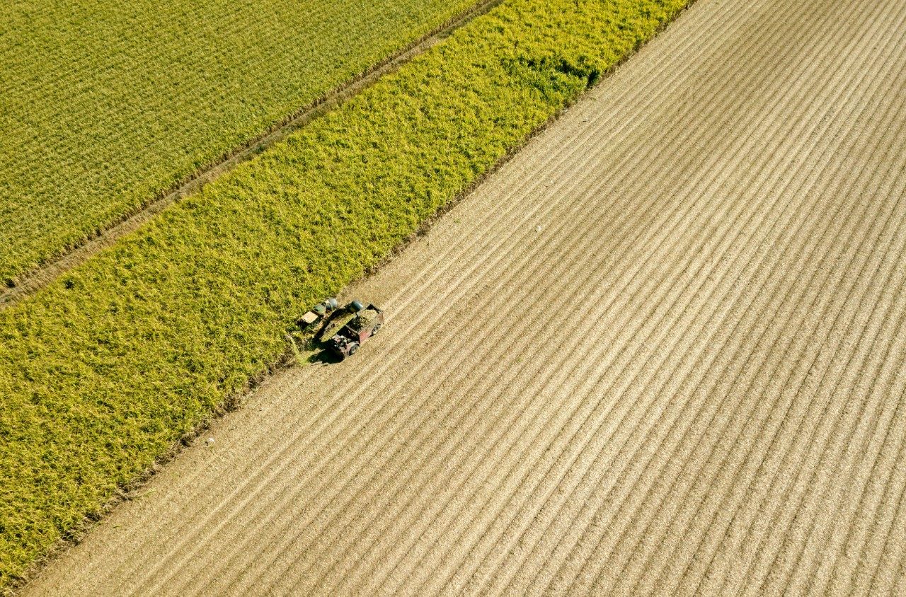 Sugarcane sustainable aviation fuel