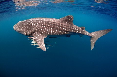 Whale shark on Ningaloo Reef