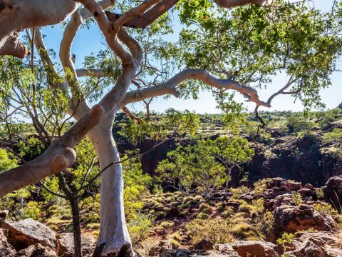 Boodjamulla (Lawn Hill) National Park, Queensland