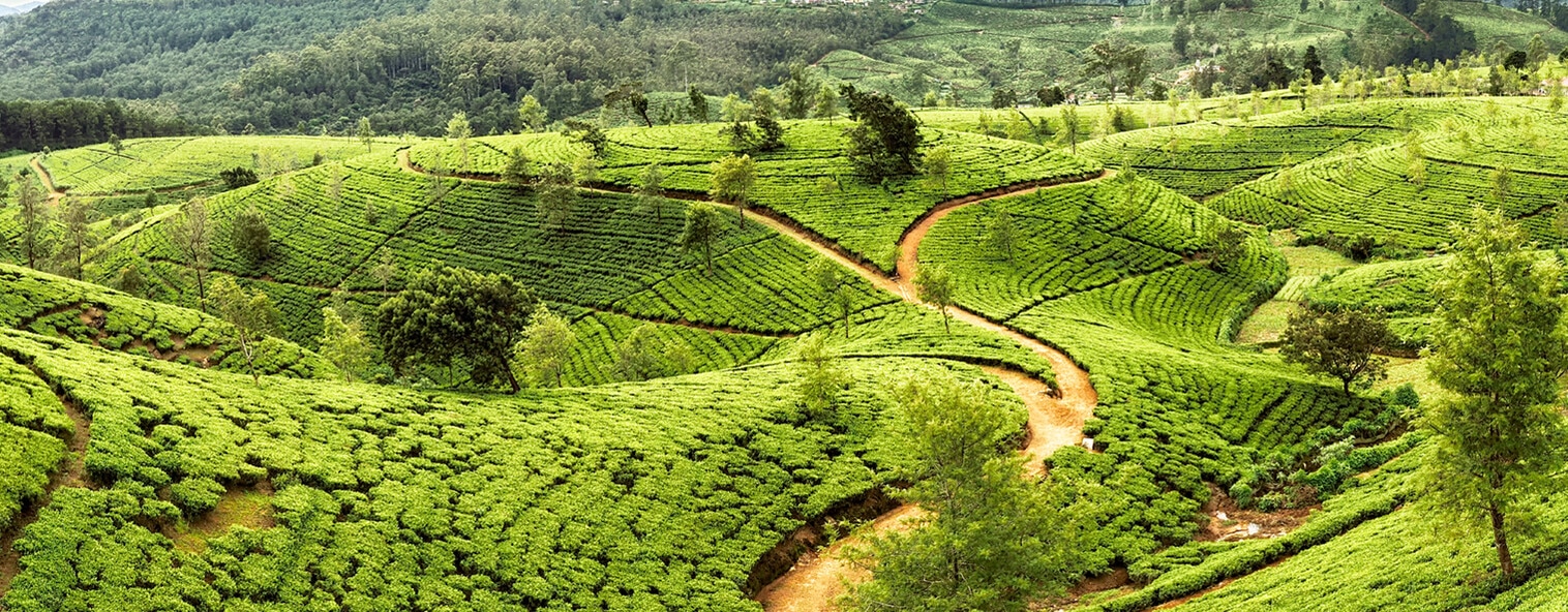 Sri Lanka travel guide - things to do | Qantas AU