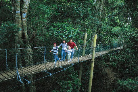 family-rainforest-treetops