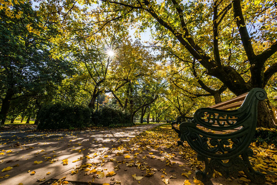 Rosalind Park in Autumn, Bendigo