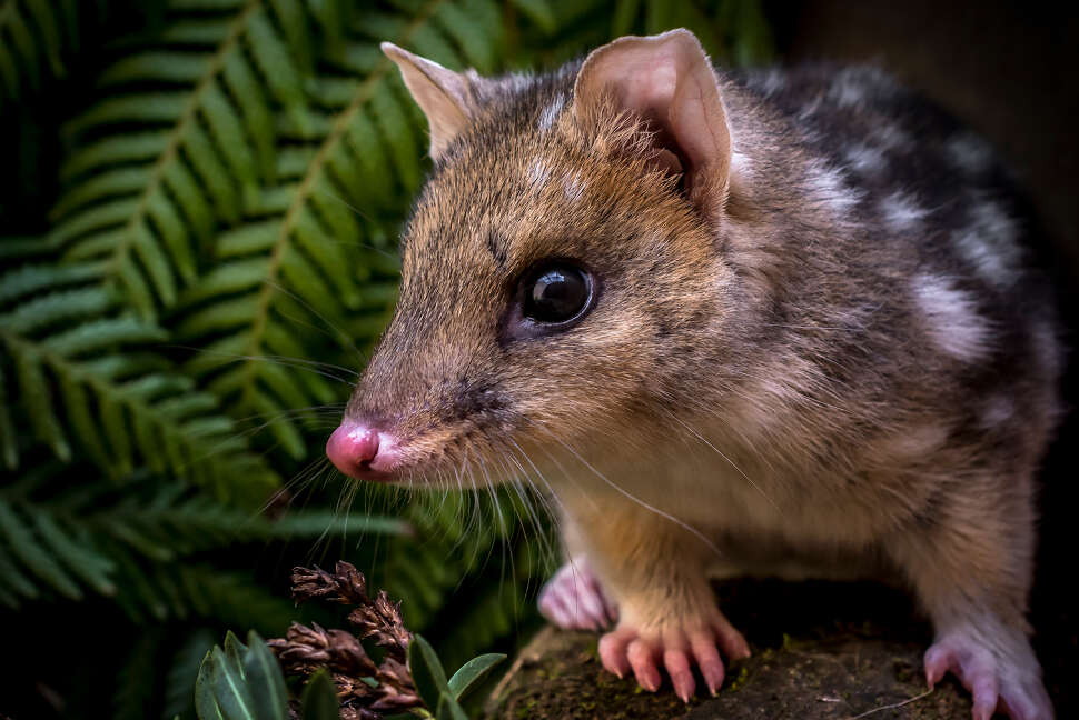 Eastern quoll (Dasyurus viverrinus)