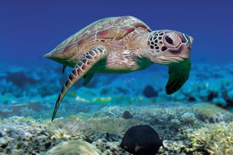 Turtle underwater, Great Barrier Reef