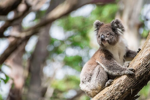 Fly with the Spirit of Australia | Qantas