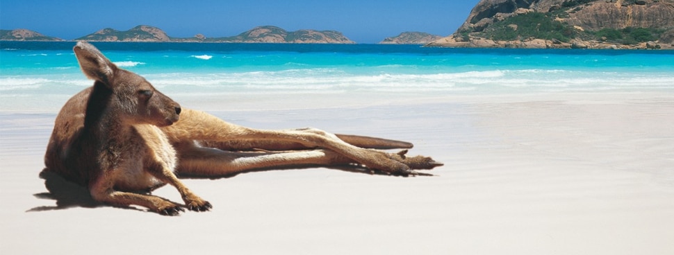 Kangaroo on beach