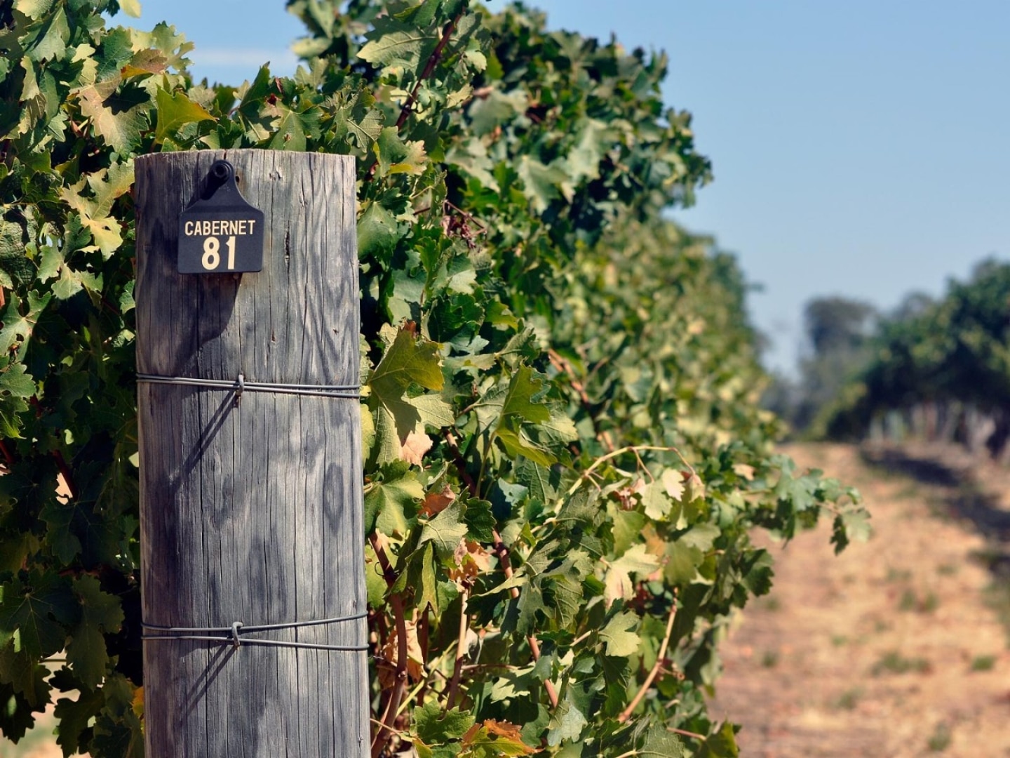 3 of the Most Tempting Wine Trails in Western Australia | Travel Insider