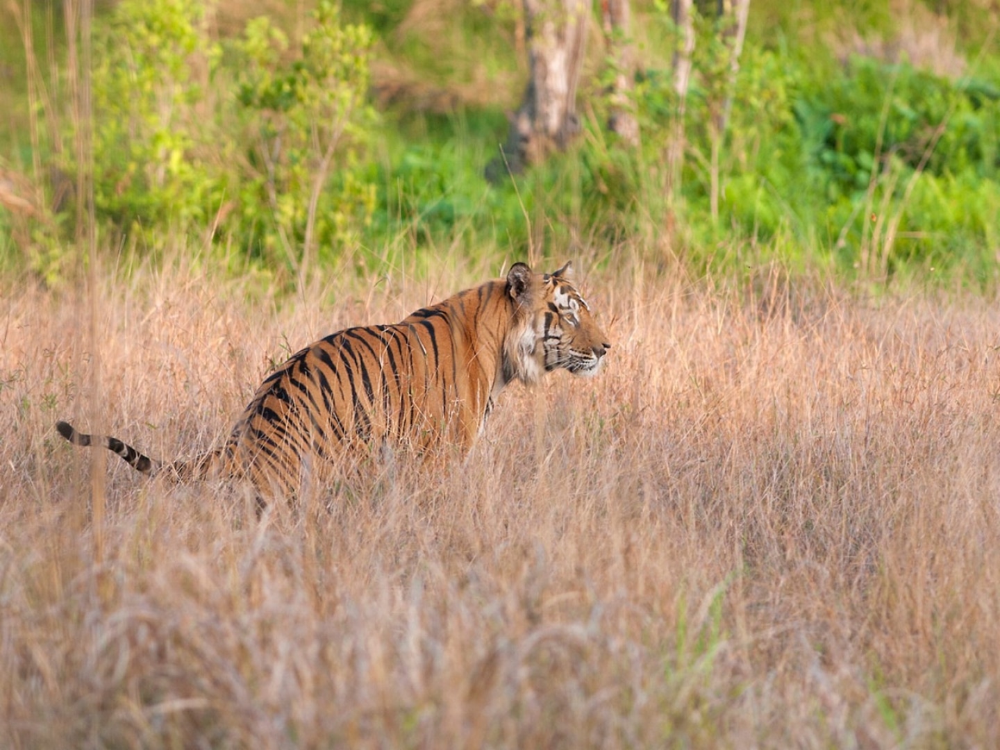 The Jungle Book Comes to Life in India | Travel Insider