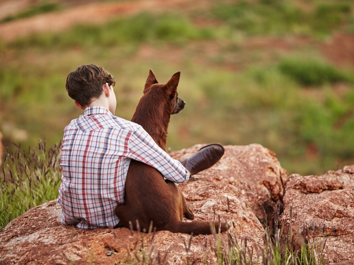 Why Is Red Dog Important To The Community Of Dampier